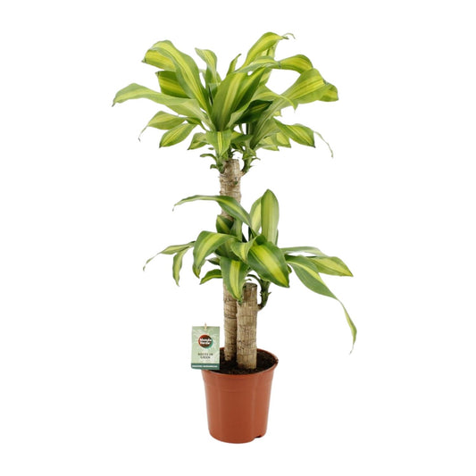 Dracaena Fragrans Massangeana - Ø19cm - ↕90cm von Pflanzfix24