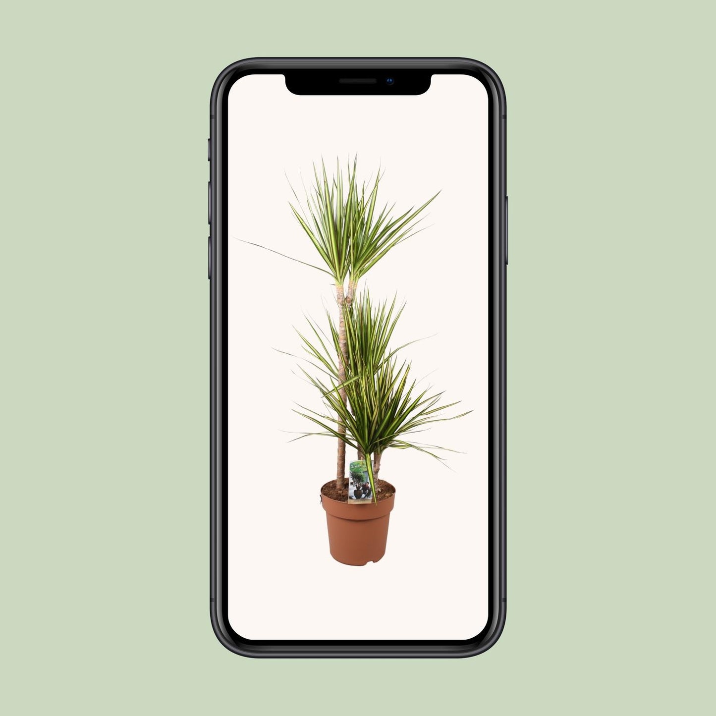 Dracaena Marginata Sunray - Ø21cm - ↕120cm - Pflanzfix24
