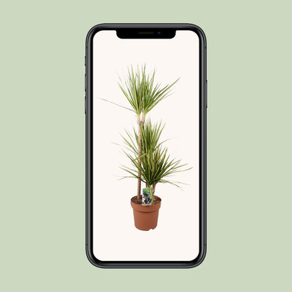 Dracaena Marginata Sunray - Ø21cm - ↕120cm - Pflanzfix24