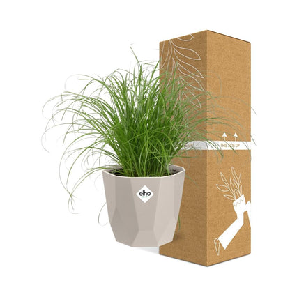 Cyperus Alternifolius Zumula Zonder Etiket in ELHO b.for rock 14 cm warm grey - Pflanzfix24
