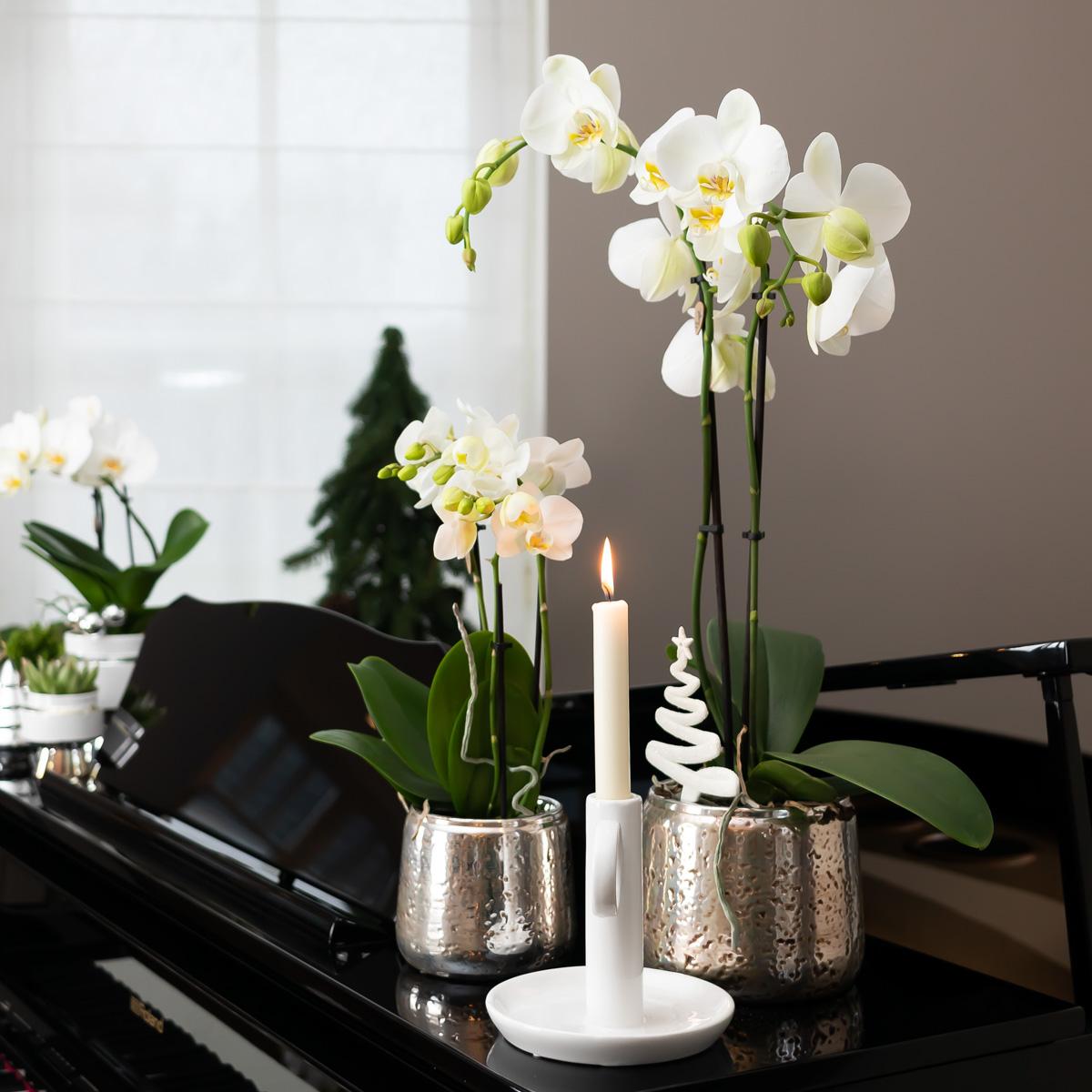 Orchidee Amabilis Ø9cm Silbertopf 40cm – Pflanzfix24.de - Pflanzfix24.de