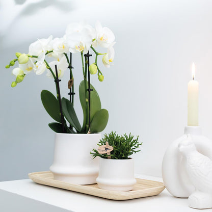 2er Set Phalaenopsis Amabilis Weiß Ø9cm – Combi Deal | Pflanzfix24.de - Pflanzfix24.de
