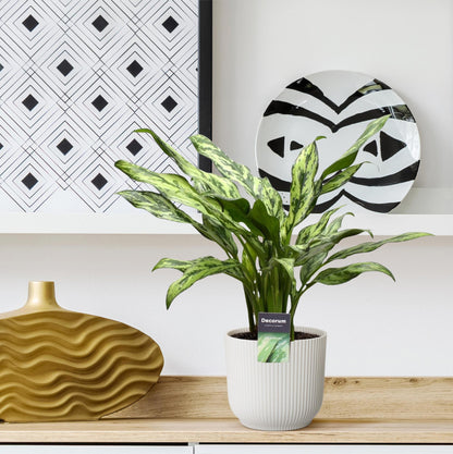 Aglaonema Juliette - 40 cm - ø12 bei Pflanzfix24.de - Pflanzfix24.de