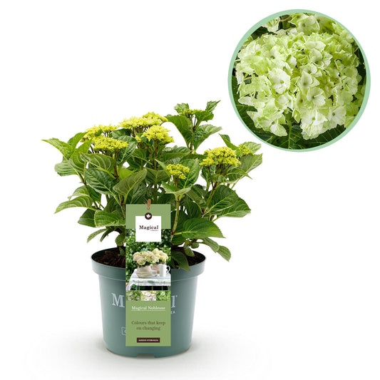 Pflanzfix24.de - Hortensie - Hydrangea Magical Nobless - Weiß - 6-10 Blüten - Topf 23cm Höhe 55cm - Pflanzfix24.de