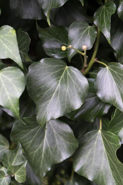 4x Hedera hibernica - 65cm - Ø15 - Pflanzfix24