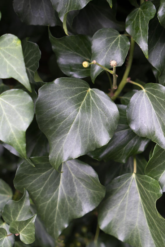 4x Hedera hibernica - 65cm - Ø15 - Pflanzfix24