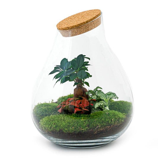 Flaschengarten - Drop XL - 37 cm - Normal - Pflanzfix24