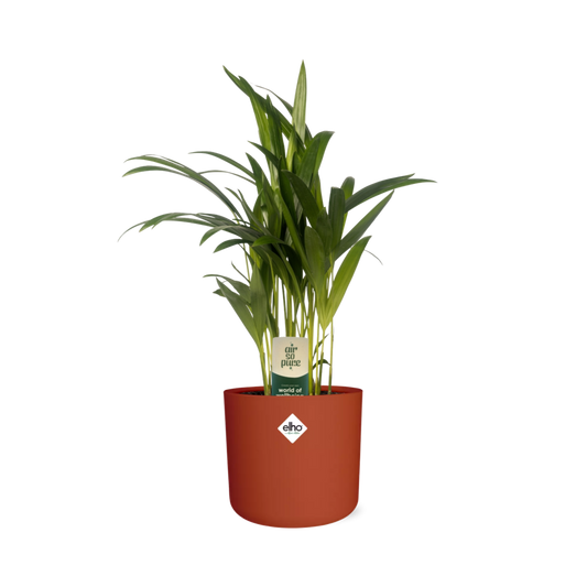 Dypsis Lutescens (Areca) 12cm - Bambuspalme - Pflanzfix24