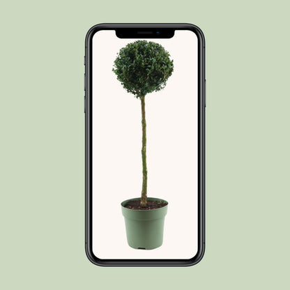 Buxus Semp. Mono-Ball - Ø23cm - ↕85cm - Pflanzfix24