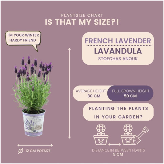 pflanzfix24 - Lavandula stoechas Anouk® im Dekotopf - 3er-Set Französischer Lavendel