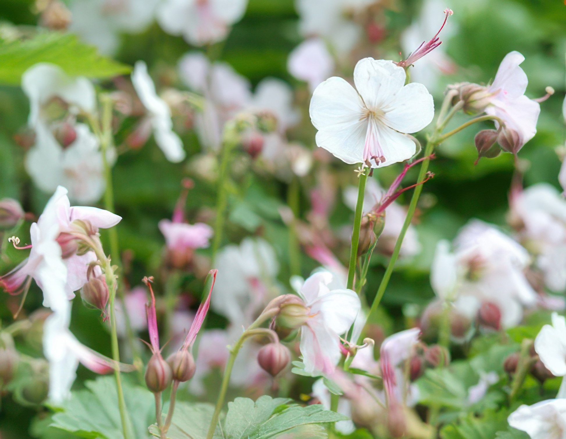 20er Set Geranium cant. 'Biokovo' - Robuste Bodendecker von Pflanzfix24.de - Pflanzfix24.de