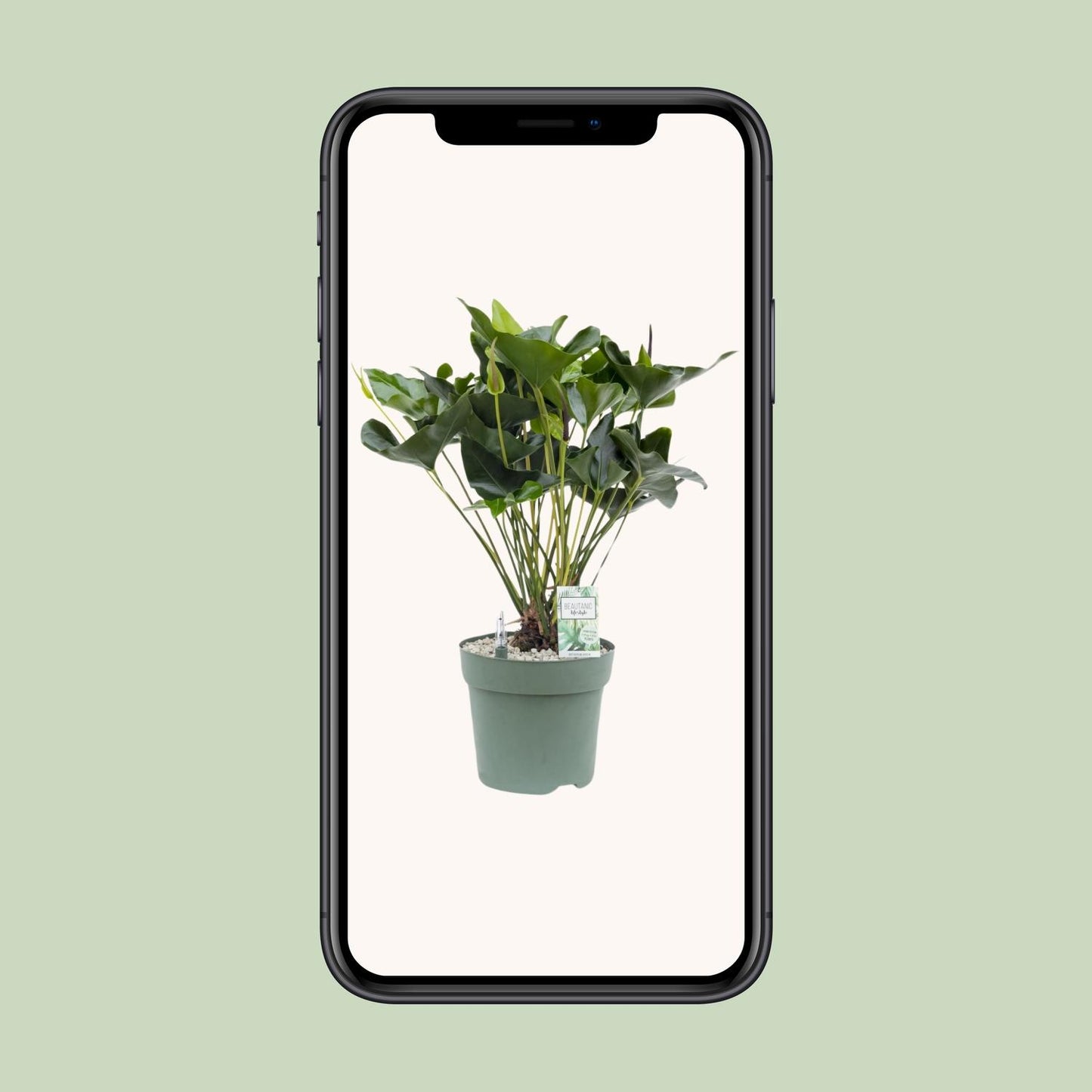 Anthurium Arrow - Ø30cm - ↕80cm - Pflanzfix24