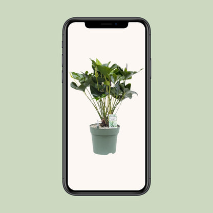 Anthurium Arrow - Ø30cm - ↕80cm - Pflanzfix24