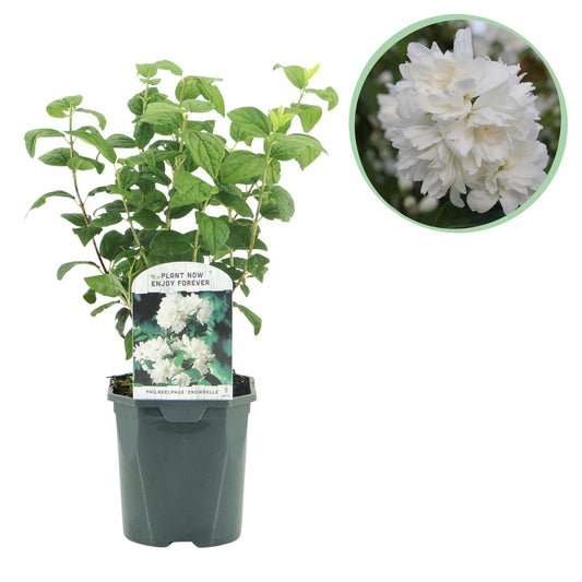Pflanzfix24 - Philadelphus Snowbelle - Weiße Blüten - 1 Pflanze - Laubabwerfend - Topf 17cm