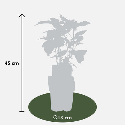 4x - Rubus id. Twotimer - ↨45cm - Ø13 by Pflanzfix24