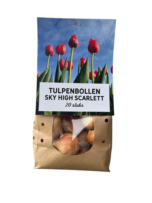 Sky High Scarlett - Tulpenbollen 20 stuks - Pflanzfix24