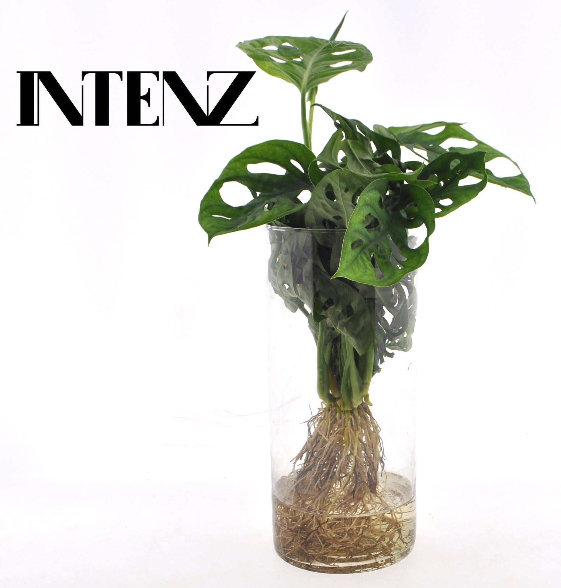 Monstera Ø12cm im Cylinder Glas Hydroponie | Pflanzfix24.de - Pflanzfix24.de