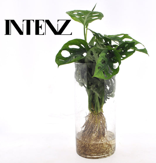Monstera Ø12cm im Cylinder Glas Hydroponie | Pflanzfix24.de - Pflanzfix24.de