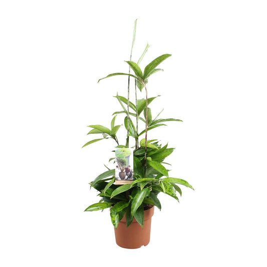 Dracaena Surculosa - Ø17cm - ↕55cm - Pflanzfix24.de - Pflanzfix24.de