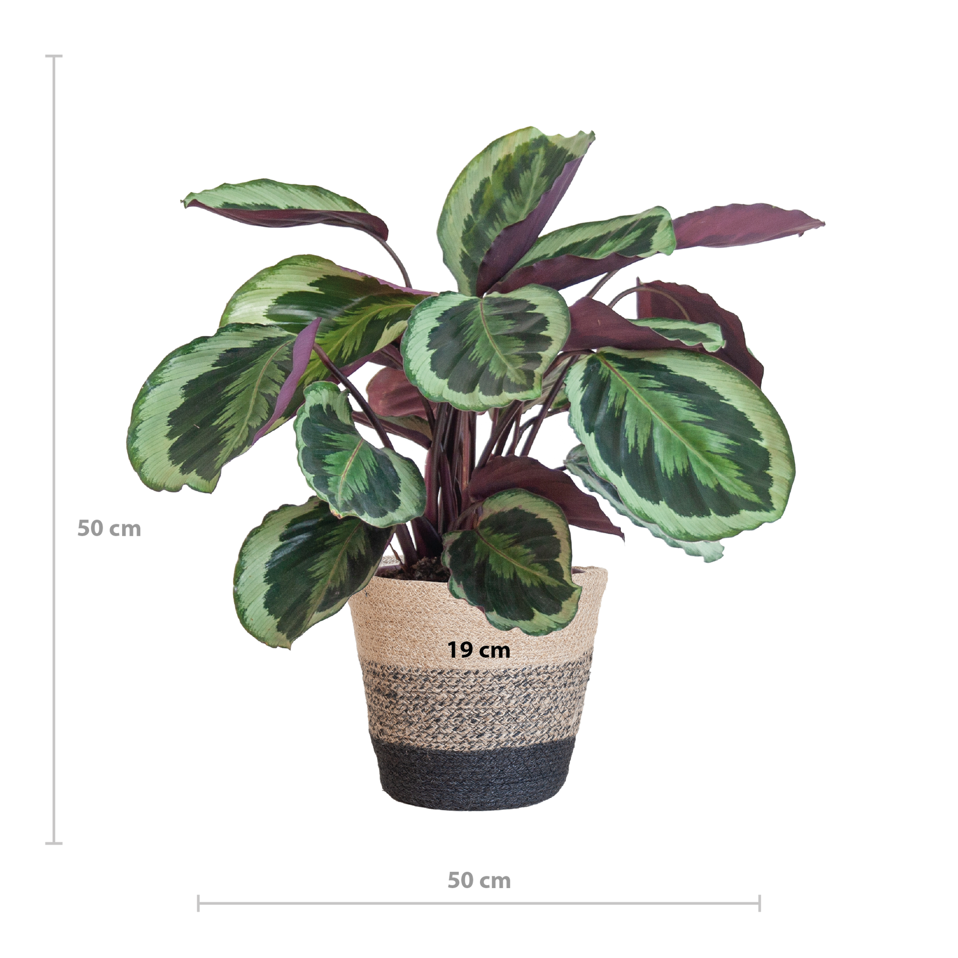 Calathea Medaillon mit Lissabon-Korb Schwarz - 65cm - Ø21 - Pflanzfix24.de - Pflanzfix24.de
