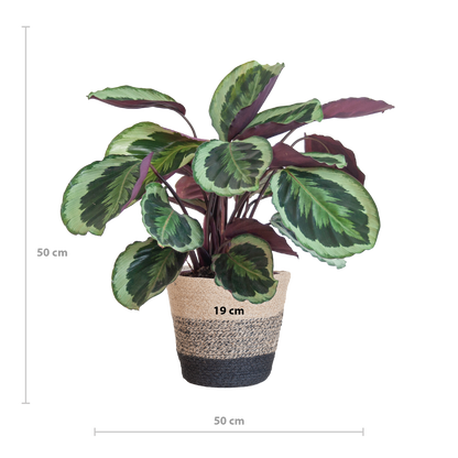 Calathea Medaillon mit Lissabon-Korb Schwarz - 65cm - Ø21 - Pflanzfix24.de - Pflanzfix24.de