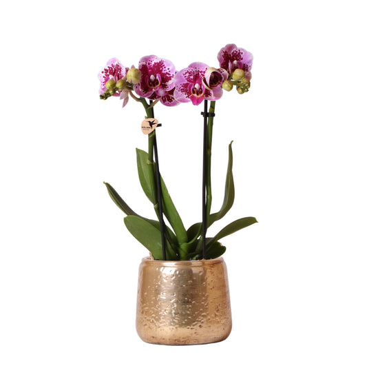 Phalaenopsis Orchidee Rosa-Lila Ø9cm mit Goldtopf – Pflanzfix24