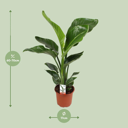 Strelitzia Nicolai 17 cm Ø17 cm 70 cm hoch | Pflanzfix24