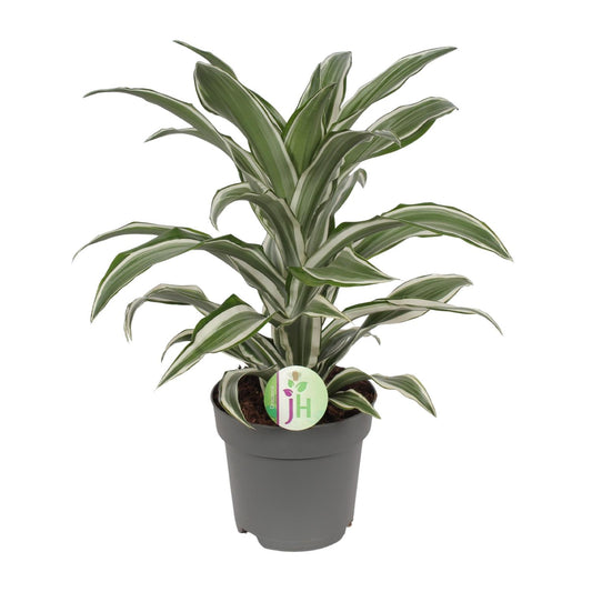 Dracaena Fragrans weiß - Ø17cm - ↕40cm - Pflanzfix24