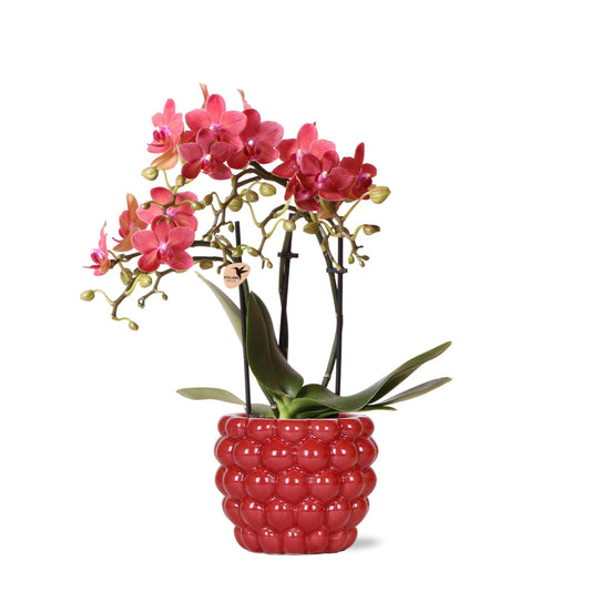 Rote Orchidee Congo im Berry-Topf – Pflanzfix24.de - Pflanzfix24.de