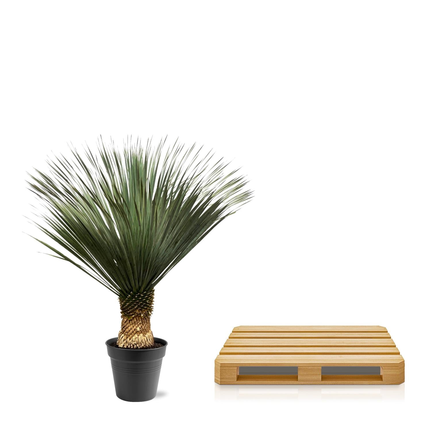 Yucca Rostrata 130-150 cm Topf Ø50 cm – Robust & Exotisch | Pflanzfix24.de - Pflanzfix24.de