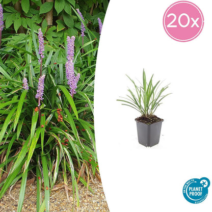 20x Liriope muscari 'Ingwersen' - Bodendecker Pflanzfix24.de - Pflanzfix24.de