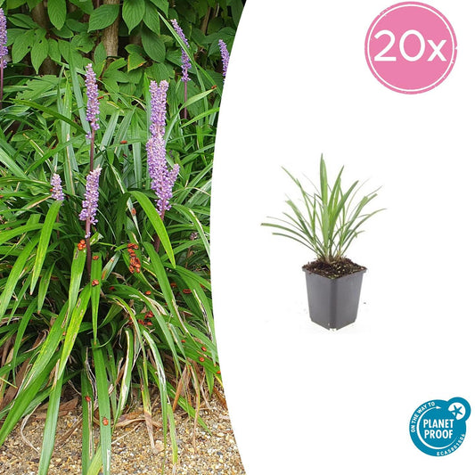 20x Liriope muscari 'Ingwersen' - Bodendecker Pflanzfix24.de - Pflanzfix24.de