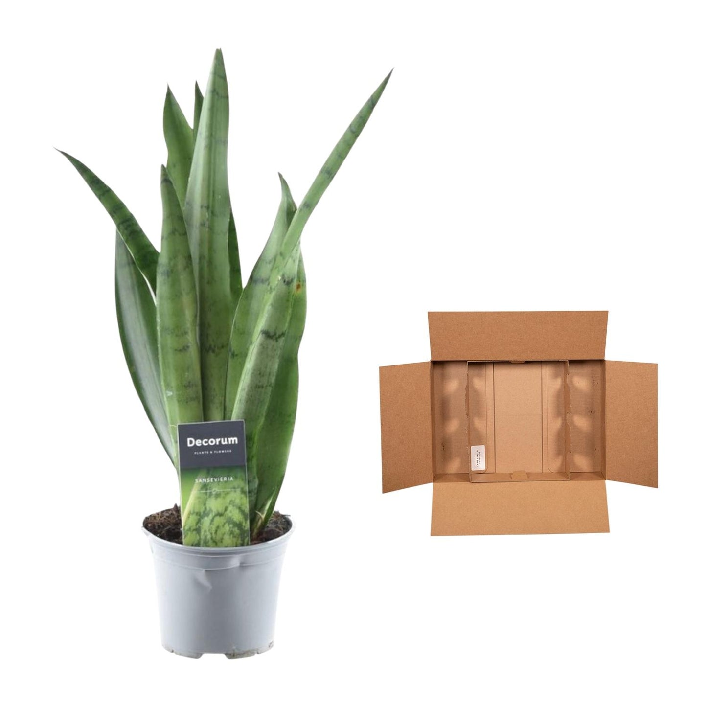 Sansevieria Spearmint Ø12cm 45cm | Pflanzfix24.de - Pflanzfix24.de