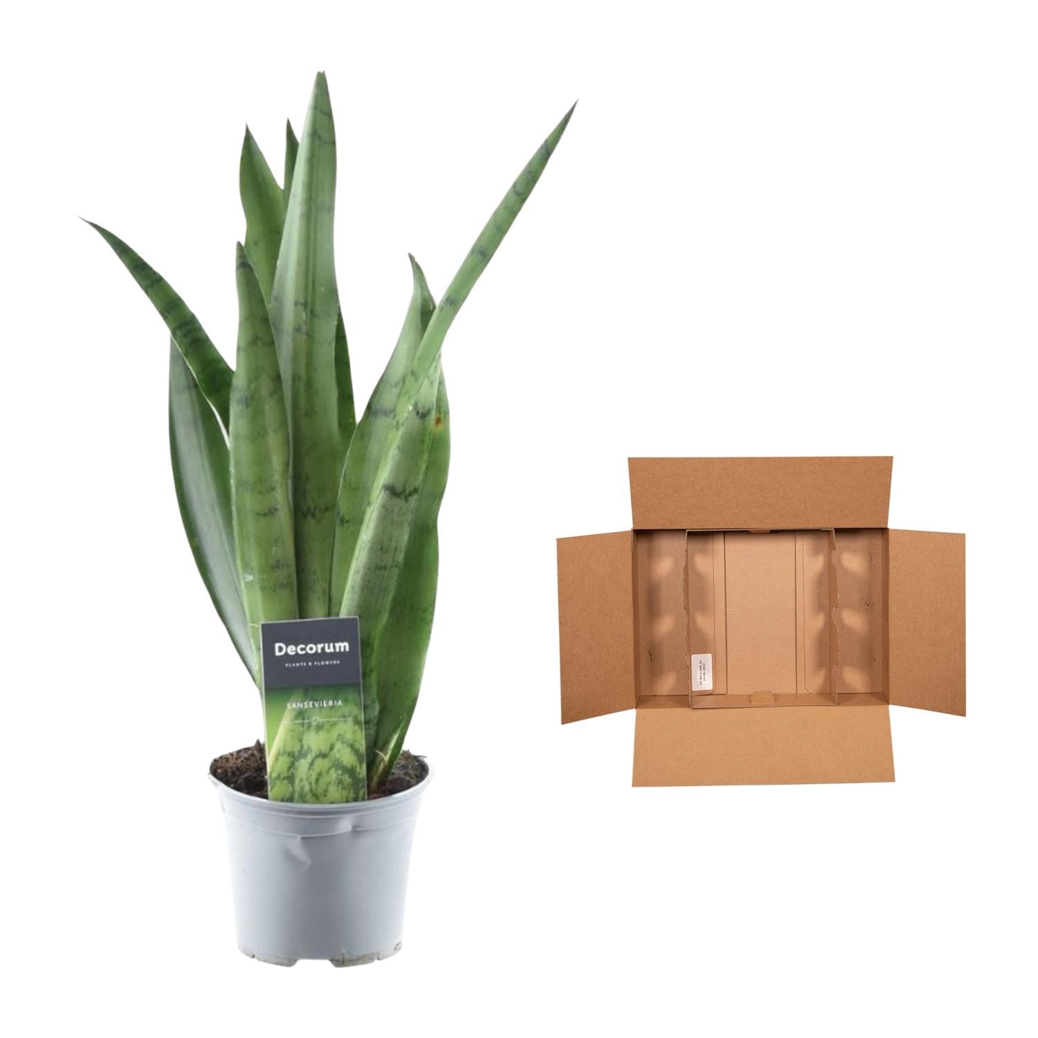 Sansevieria Spearmint Ø12cm 45cm | Pflanzfix24.de - Pflanzfix24.de