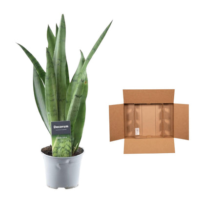 Sansevieria Spearmint Ø12cm 45cm | Pflanzfix24.de - Pflanzfix24.de