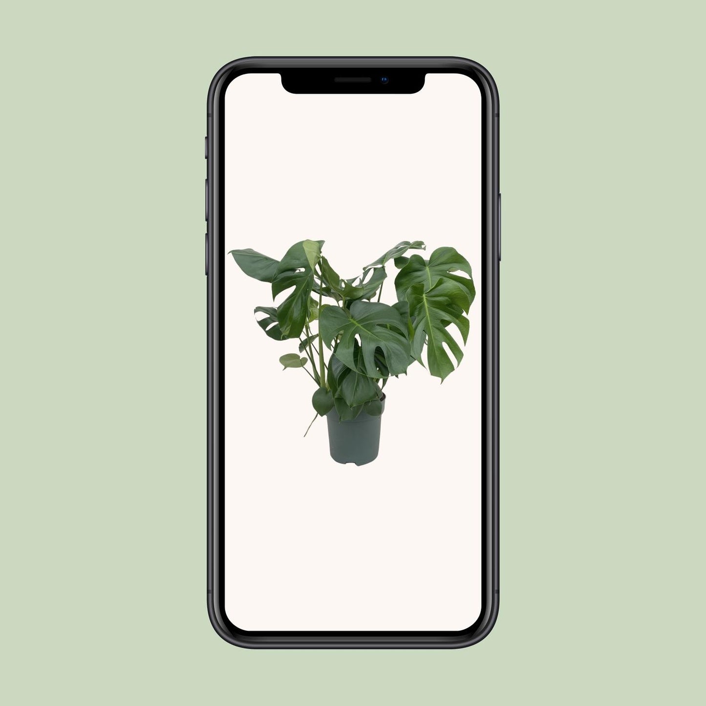 Monstera Deliciosa - Ø24cm - ↕80cm bei Pflanzfix24