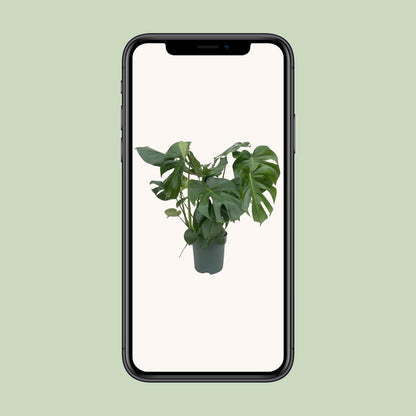 Monstera Deliciosa - Ø24cm - ↕80cm bei Pflanzfix24