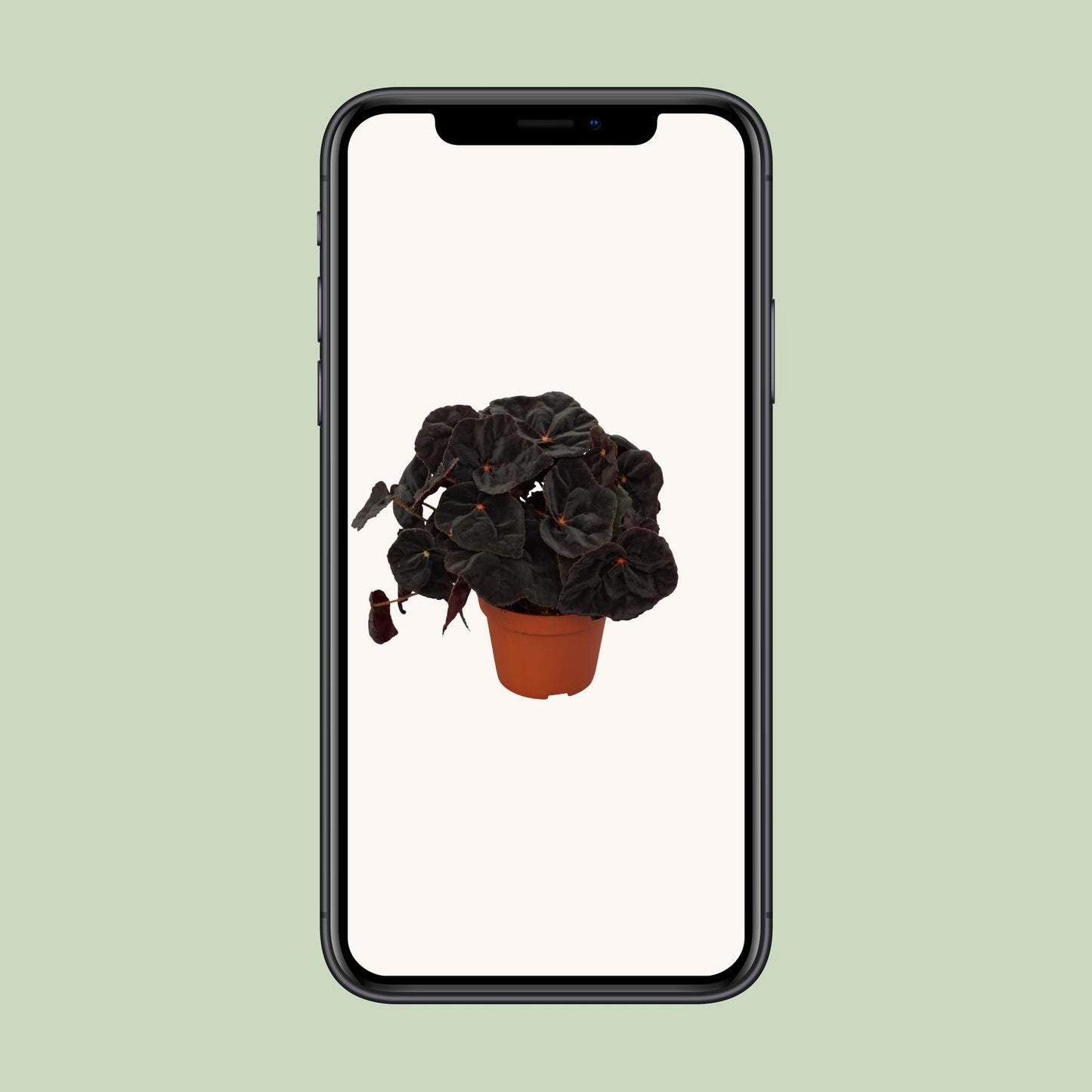 Begonia Rex Conga 12cm - Ø12cm - ↕25cm - Pflanzfix24