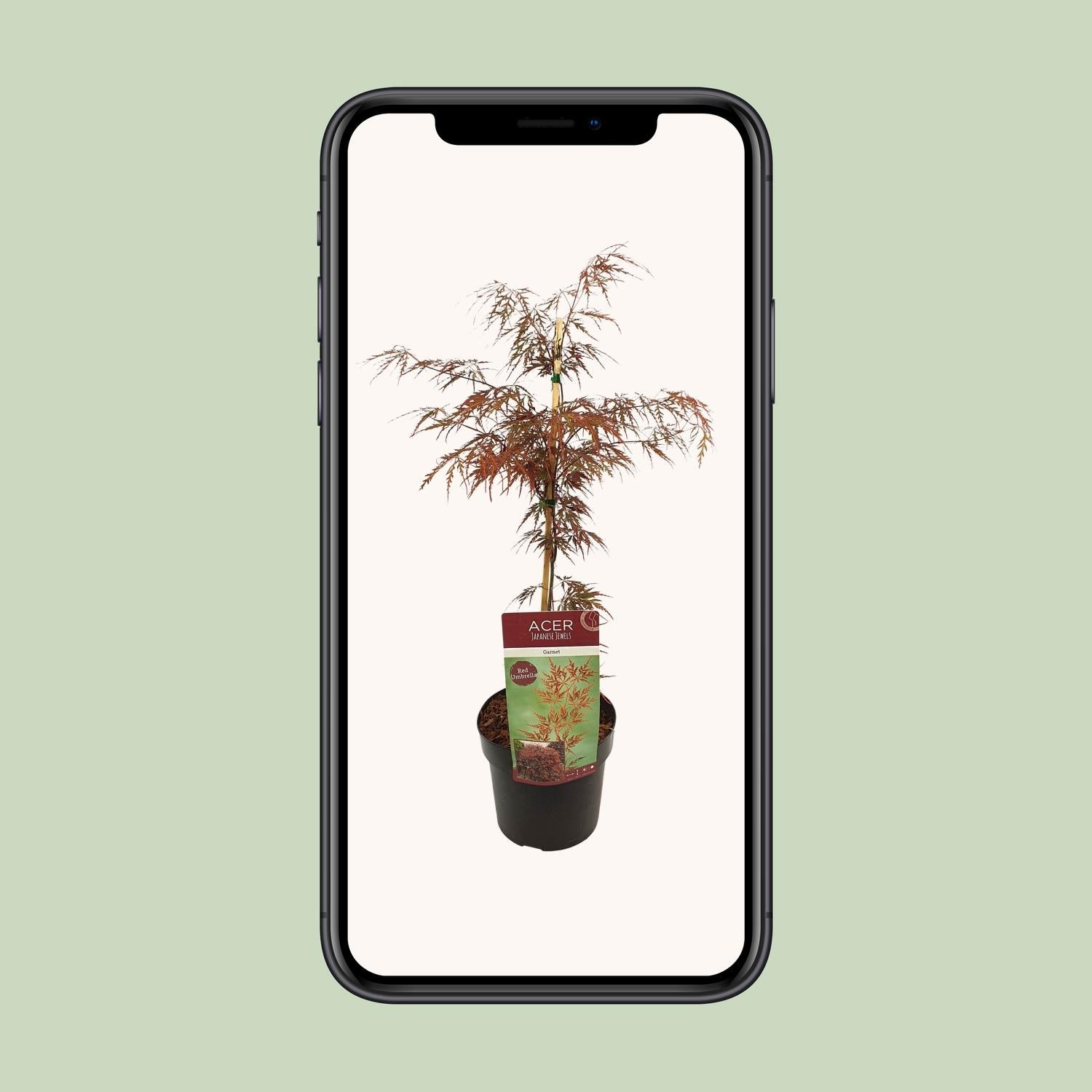 Acer palm. 'Garnet' - Ø19cm - ↕40cm bei Pflanzfix24.de - Pflanzfix24.de