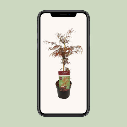 Acer palm. 'Garnet' - Ø19cm - ↕40cm bei Pflanzfix24.de - Pflanzfix24.de