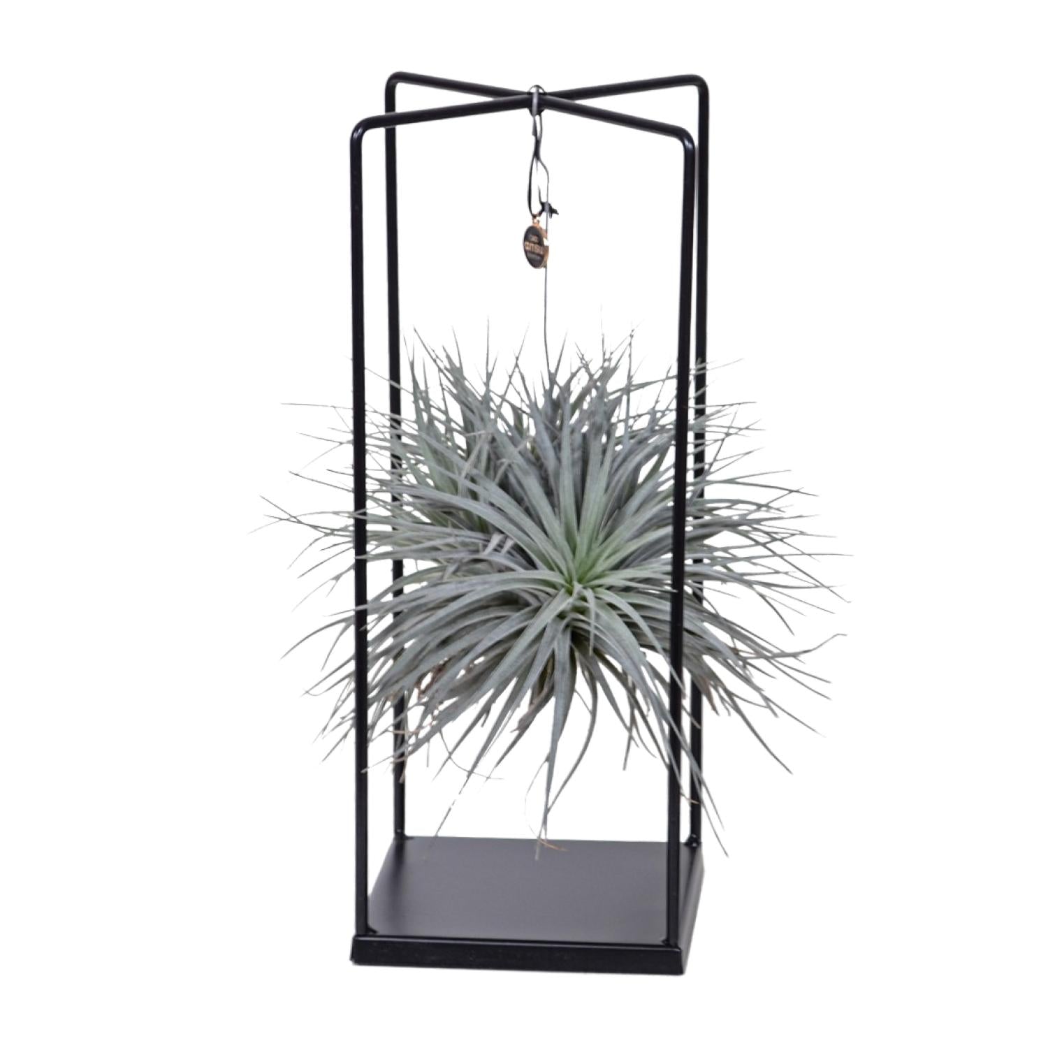 Tillandsia Mix Ø20cm – Luftpflanze 1 Stück | Pflanzfix24.de - Pflanzfix24.de