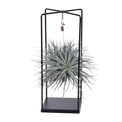 Tillandsia Mix Ø20cm – Luftpflanze 1 Stück | Pflanzfix24.de - Pflanzfix24.de