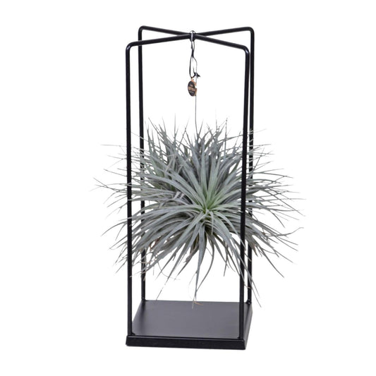 Tillandsia Mix Ø20cm – Luftpflanze 1 Stück | Pflanzfix24.de - Pflanzfix24.de