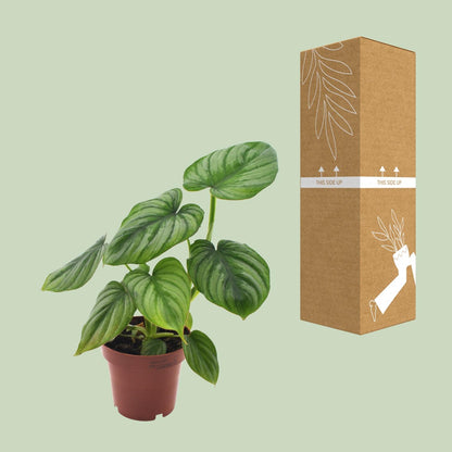 Philodendron Mamei - Ø12cm - ↕25cm bei Pflanzfix24