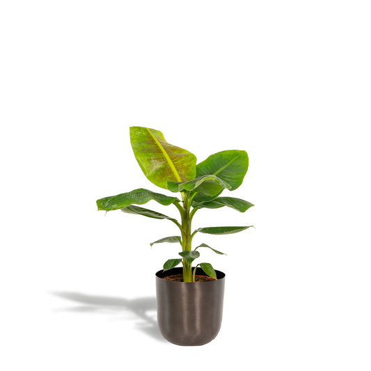 Musa Dwarf Cavendish - Ø21cm - ↕90cm + Topf Mayk Lead - Pflanzfix24