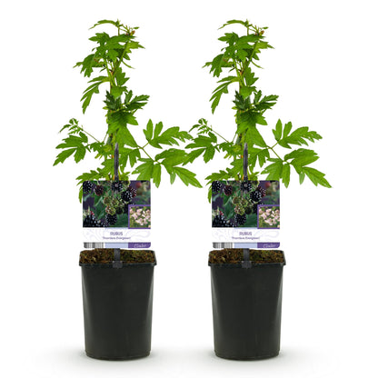 Pflanzfix24 - Brombeere - Rubus Thornfree Evergreen - Schwarze Brombeere - Dornlos - 2 Pflanzen