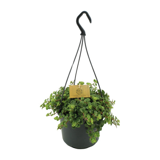 Sedum Tornado - Ø15cm - ↕25cm von Pflanzfix24