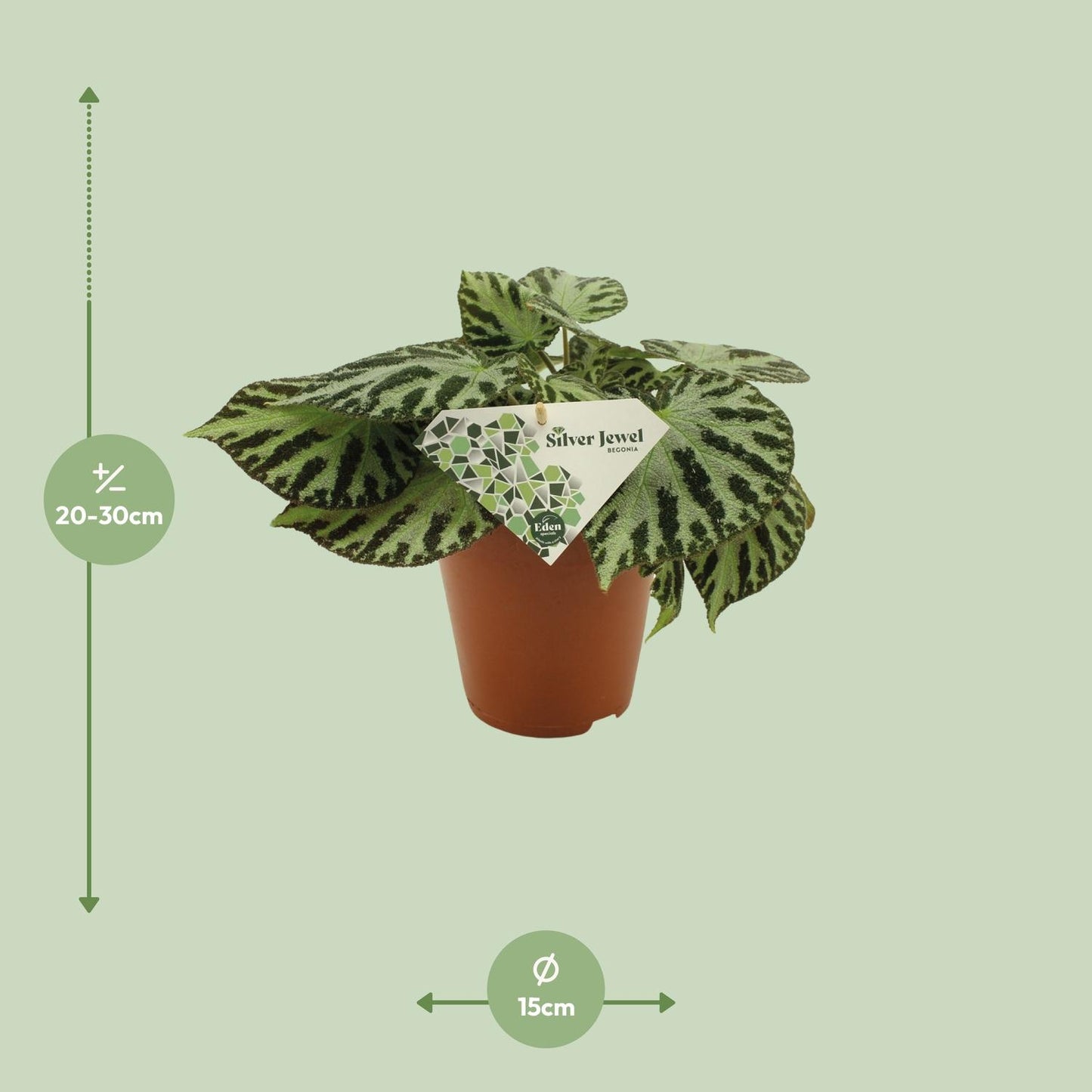 Begonia Silver Jewell - Ø15 ↕30 von Pflanzfix24