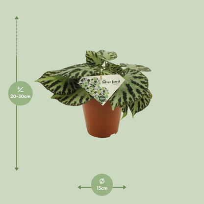 Begonia Silver Jewell - Ø15 ↕30 von Pflanzfix24