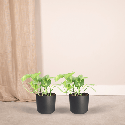 2x Epipremnum Aureum - Scindapsus - 20cm - ø12 - Pflanzfix24.de - Pflanzfix24.de